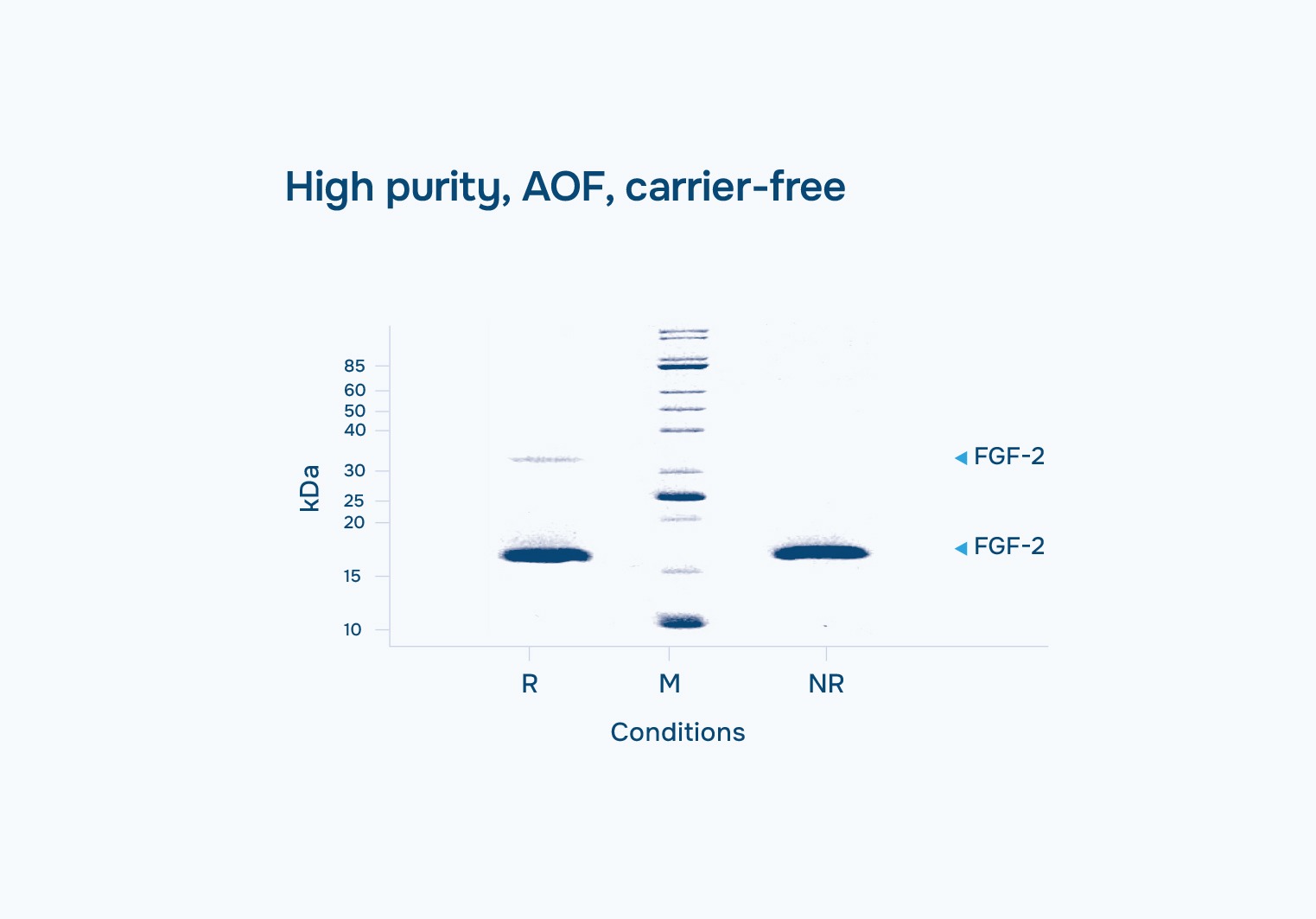 High Purity FGF-2