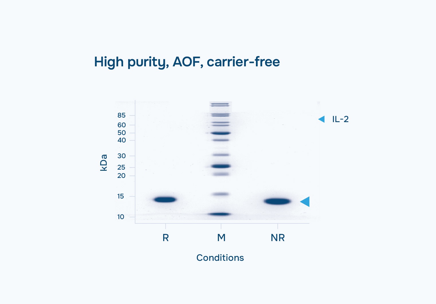 High Purity IL-2